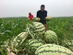 吃瓜群众真吃上瓜,一场意外的瓜界盛宴