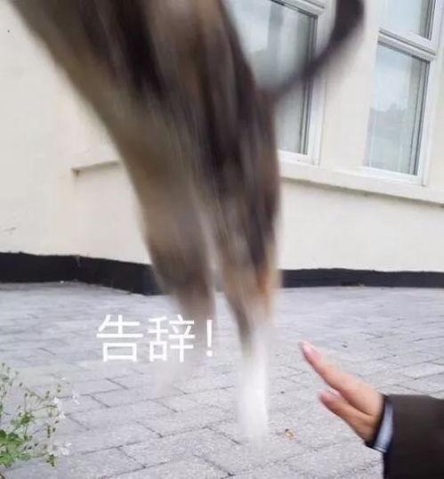 李小璐吃瓜群众完整版,吃瓜群众视角下的完整版揭秘