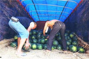 后厂村吃瓜群众是谁,他们是谁,为何如此关注科技圈风云