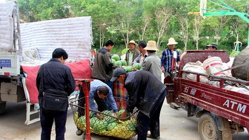 陇西的吃瓜群众,夏日炎炎，瓜果飘香