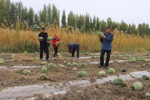 吃瓜群众岱岱的文章,一篇引人入胜的吃瓜文章